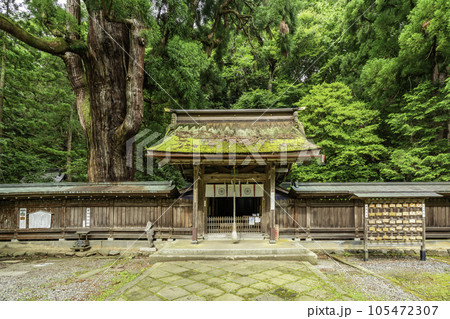 小浜　若狭姫神社　神門と千年杉　福井県小浜市 105472307