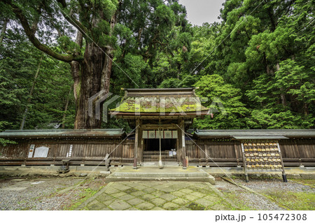 小浜　若狭姫神社　神門と千年杉　福井県小浜市 105472308