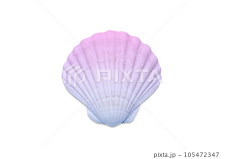A beautiful seashell or scallop shell is toned in a blue-pink gradient. Sea shell isolated on white background. A beautiful seashell or scallop shell is toned in a blue-pink gradient. Sea shell isolated on white background. 105472347
