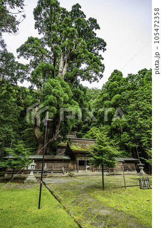 小浜　若狭姫神社　千年杉　福井県小浜市 105472358