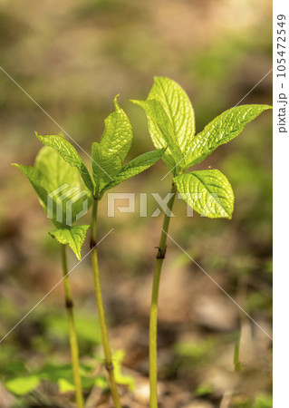地下から直接茎が出て先端に対生の新芽の葉がつくフタリシズカ・忍野村 地下から直接茎が出て先端に対生の新芽の葉がつくフタリシズカ・忍野村 105472549