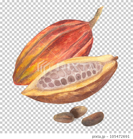 Watercolor illustration of cut cocoa fruit filled with cocoa seeds or beans. Isolated hand drawn illustration. Suitable for packaging design, menu 105472691