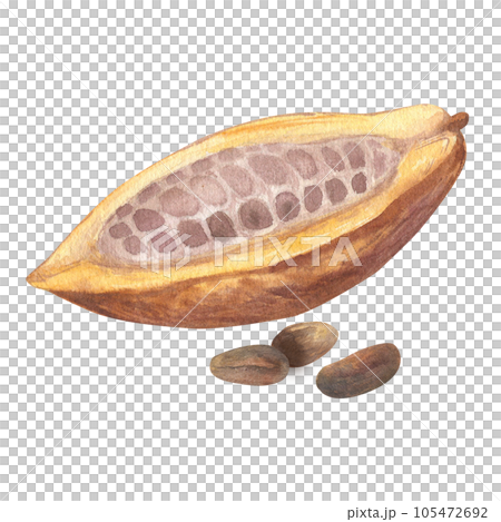 Watercolor illustration of cut cocoa fruit filled with cocoa seeds or beans. Isolated hand drawn illustration. Suitable for packaging design, menu 105472692