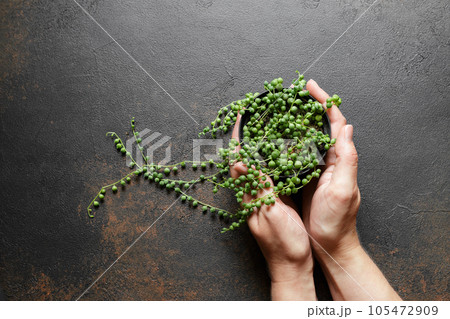 Senecio Rowleyanus or String of Pearls Plant Senecio Rowleyanus or String of Pearls Plant 105472909