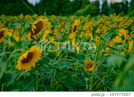 Sunflower field. Blooming sunflowers plantation in agricultural field at summer day. Bright summer landscape 105473007