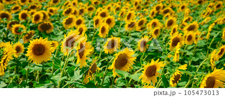 Sunflower field. Blooming sunflowers plantation in agricultural field at summer day. Bright summer landscape 105473013