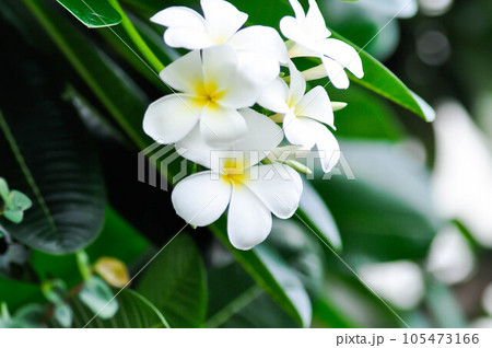 pagoda tree or frangipani or temple tree with flowers 105473166