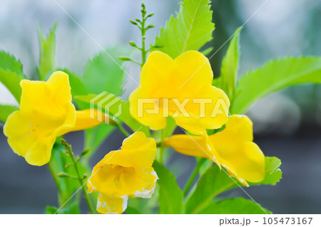 Tecoma stans, Yellow bell or Yellow elder or Yellow trumpet flower orTrumpet vine or BIGNONIACEAE 105473167