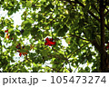 Sterculia lanceolata flowers 105473274