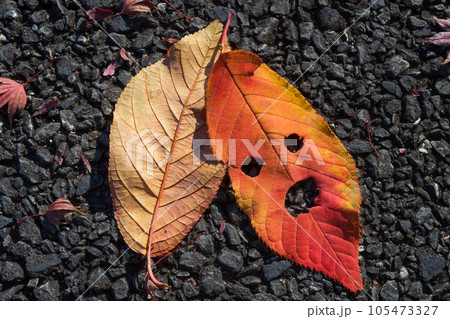 紅葉・落ち葉・人面葉 105473327
