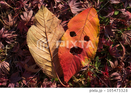 紅葉・落ち葉・人面葉 紅葉・落ち葉・人面葉 105473328