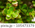 Close-up of succulent crassula ovata, jade plant, money plant, dollar plant. 105473379