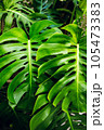 Monstera delicosa leaves textured background. Tropical nature. 105473383