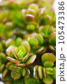 Close-up of succulent crassula ovata, jade plant, money plant, dollar plant. 105473386