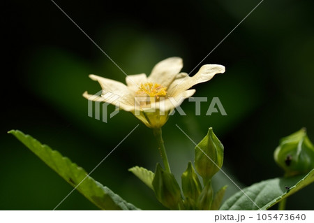 キンゴジカの花 105473640
