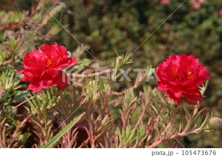 Moss-rose purslane flower on hanging pot 105473676