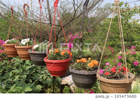 Moss-rose purslane flower on hanging pot 105473680