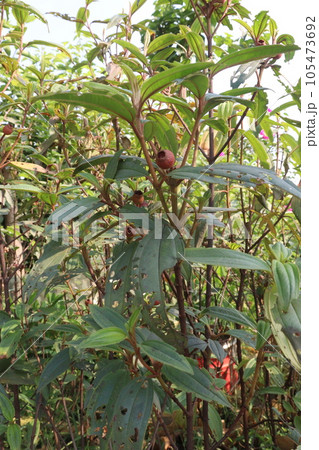 melastoma malabathricum berries tree plant melastoma malabathricum berries tree plant 105473692