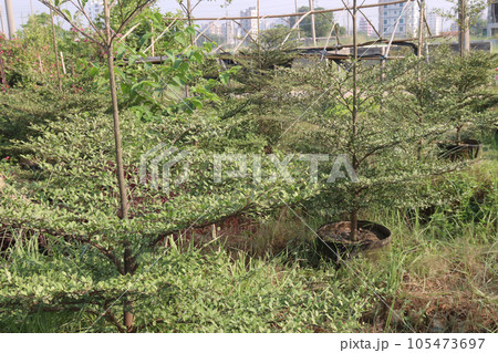 terminalia mantaly tree plant on farm terminalia mantaly tree plant on farm 105473697