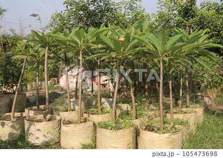 frangipani flower plant on farm frangipani flower plant on farm 105473698