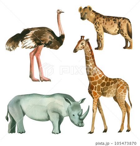 A set of watercolor illustrations. Animals of Africa manually hand -drawn watercolor ostrich, rhino, giraffe, hyena on a white background. Suitable for printing on fabric, paper, for magazines, books 105473870