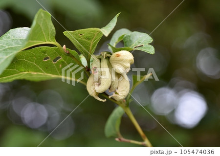 エゴノキの虫こぶ エゴノネコアシアブラムシ エゴノキの虫こぶ エゴノネコアシアブラムシ 105474036