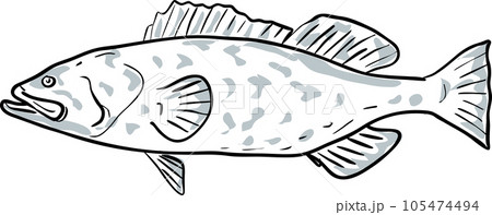 Gag Grouper Fish Gulf of Mexico Cartoon Drawing 105474494