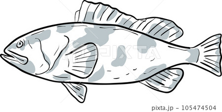 Red Grouper Fish Gulf of Mexico Cartoon Drawing Red Grouper Fish Gulf of Mexico Cartoon Drawing 105474504
