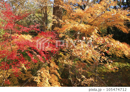 嵐山渓谷 嵐山渓谷 105474712
