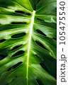 Monstera delicosa leaves textured background. Tropical nature. 105475540