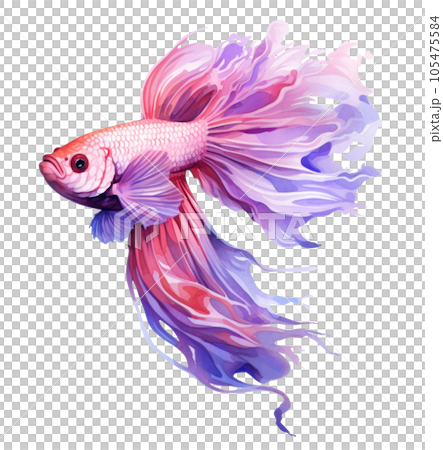 Beautiful siamese fish isolated 105475584