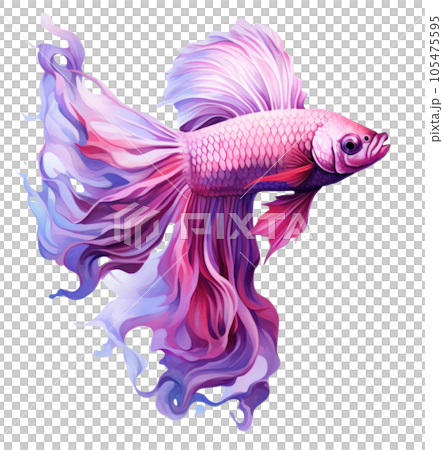 Beautiful siamese fish isolated 105475595