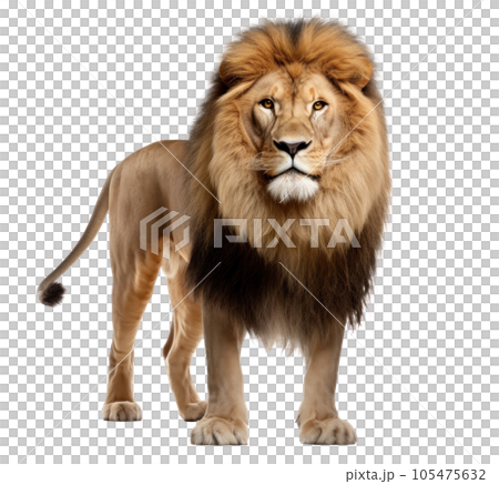 Lion animal isolated Lion animal isolated 105475632