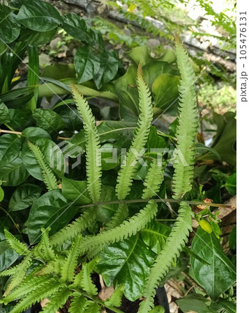 Close up of hottentot fern plant Close up of hottentot fern plant 105476131