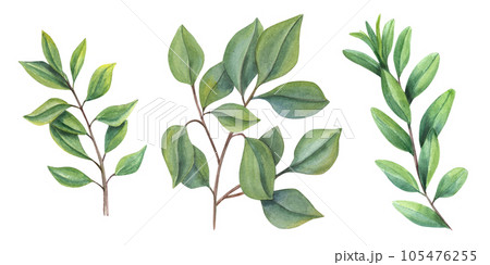 Set of watercolor abstract leaves. Green Branch. Collection botanical elements isolated on white background. Illustration for Valentines day, birthday, mothers day, greeting, wedding Invitation. 105476255