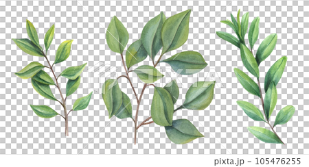 Set of watercolor abstract leaves. Green Branch. Collection botanical elements isolated on white background. Illustration for Valentines day, birthday, mothers day, greeting, wedding Invitation. 105476255