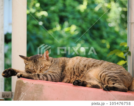 昼寝する猫 105476758