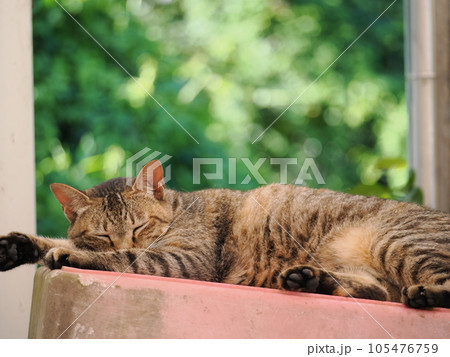 昼寝する猫 105476759