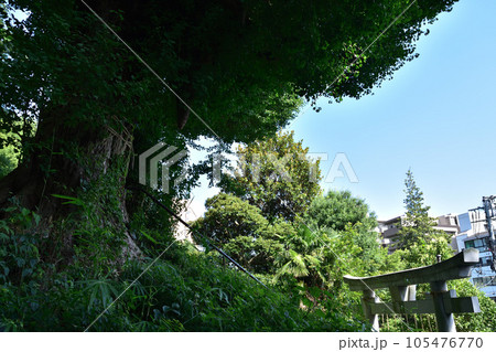 文京区目白台・水神社の御神木の大銀杏と鳥居 文京区目白台・水神社の御神木の大銀杏と鳥居 105476770