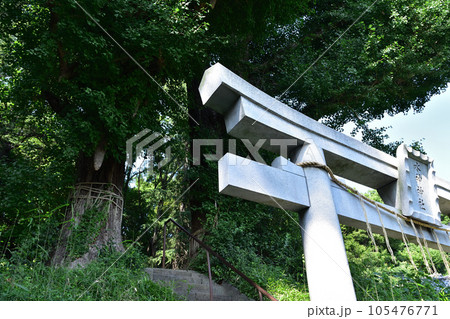 文京区目白台・水神社の御神木の大銀杏と鳥居 105476771
