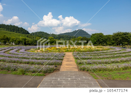 夏の中之条ガーデンズ アゲラタムの花畑 夏の中之条ガーデンズ アゲラタムの花畑 105477174