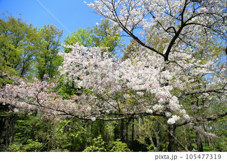 桜の花 染井吉野 桜の花 染井吉野 105477319