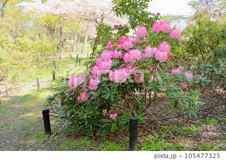 シャクナゲの花 105477325