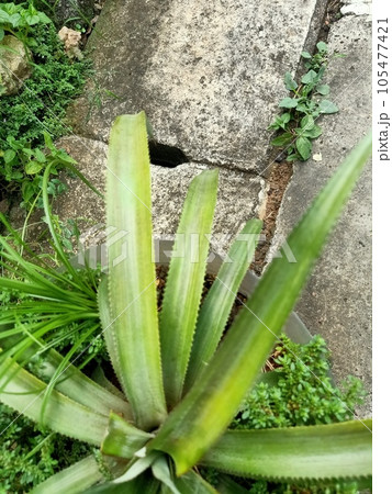 Close up of pineapple plant Close up of pineapple plant 105477421
