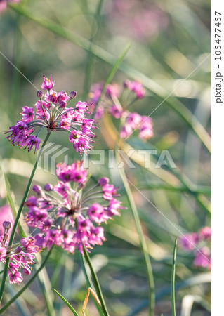 ラッキョウの花 (鳥取県北栄町産) ラッキョウの花 (鳥取県北栄町産) 105477457