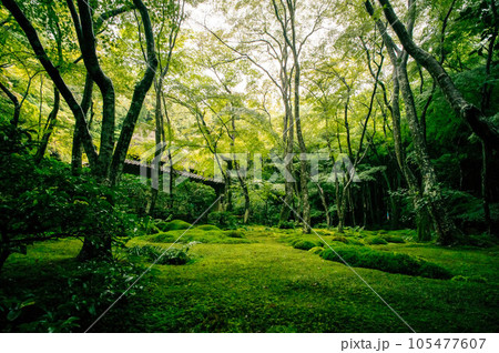 京都 夏の祇王寺を染める苔の緑と美しい和風の庭園 105477607