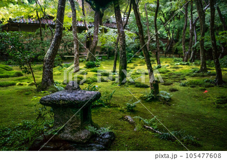 京都 祇王寺の庭園を染める苔の緑と伝統的な石灯籠 105477608
