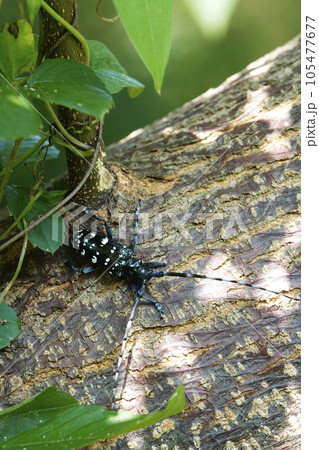 夏の日、木を這う黒に白い斑点のカミキリムシ 105477677