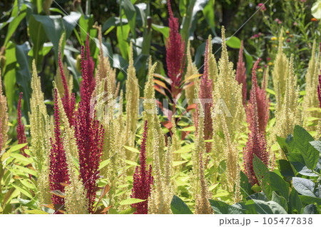 スーパーフードとして注目されるアマランサス 105477838