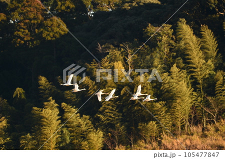 千葉県東庄の白鳥 千葉県東庄の白鳥 105477847